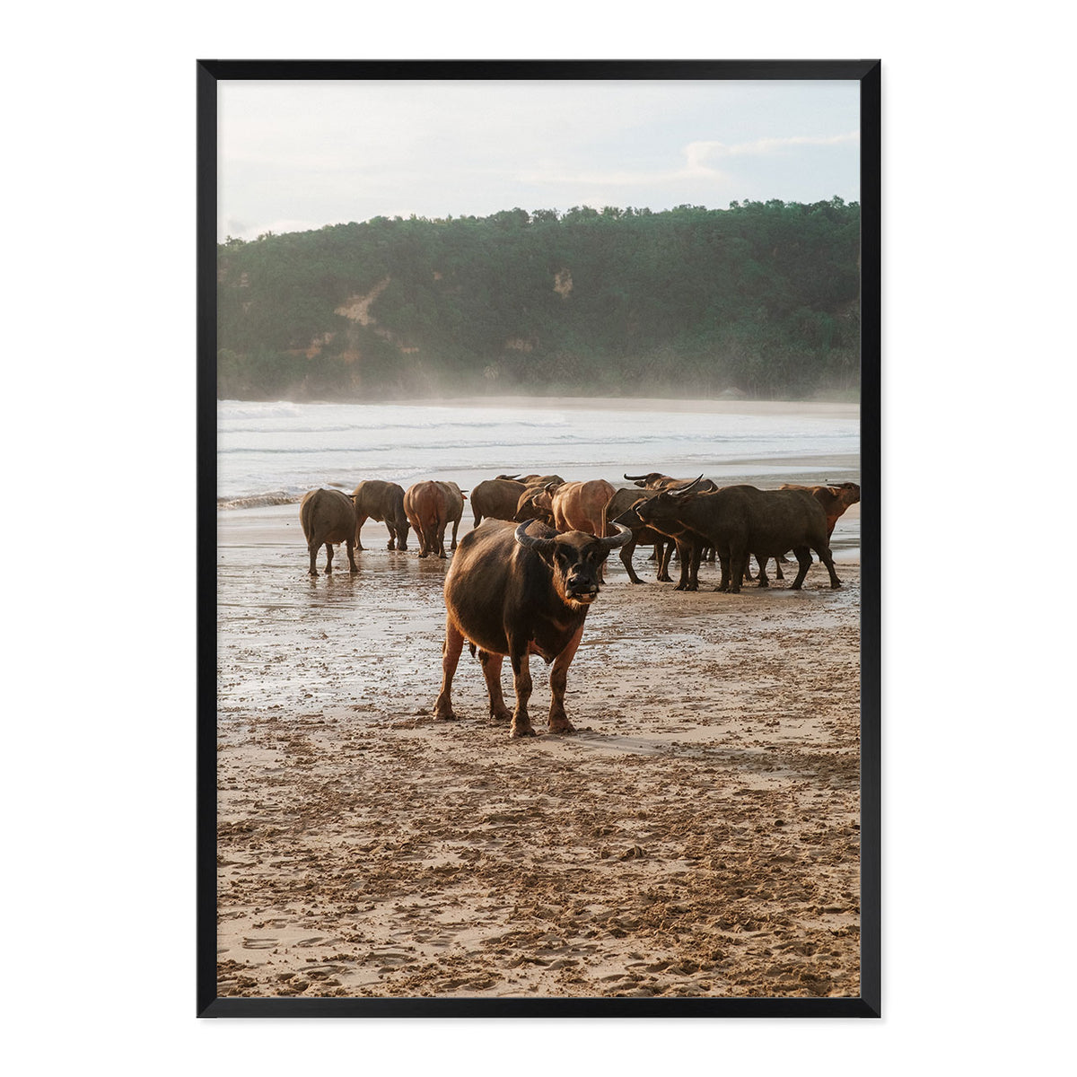 Framed photograph of a group of buffaflo on a beach with a natural wood frame.
