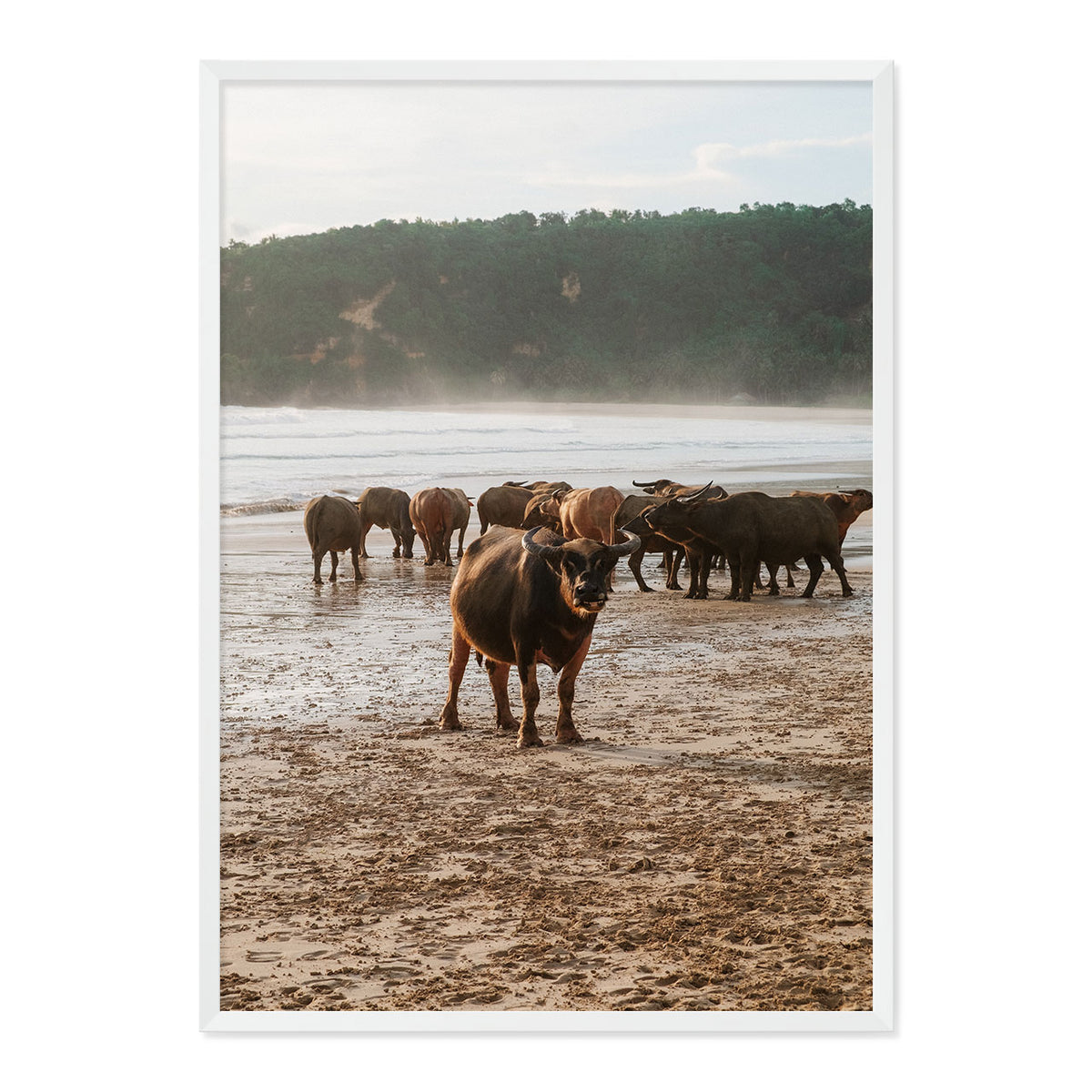 Framed photograph of a group of buffaflo on a beach with a natural wood frame.