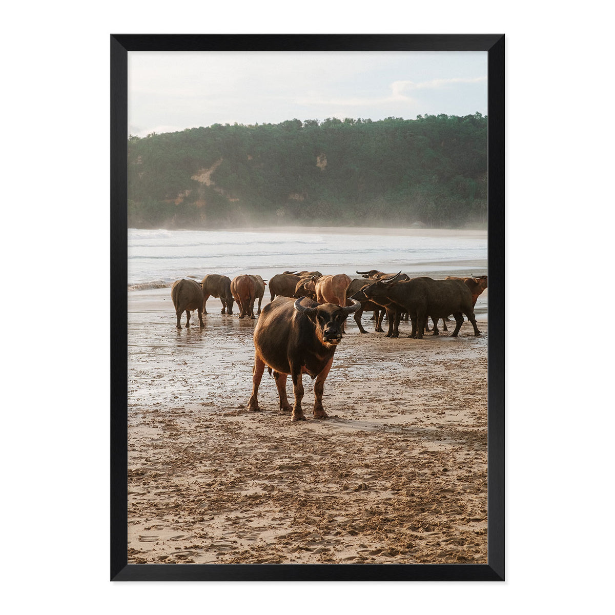 Framed photograph of a group of buffaflo on a beach with a natural wood frame.