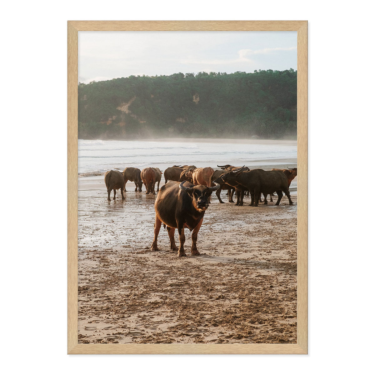 Framed photograph of a group of buffaflo on a beach with a natural wood frame.