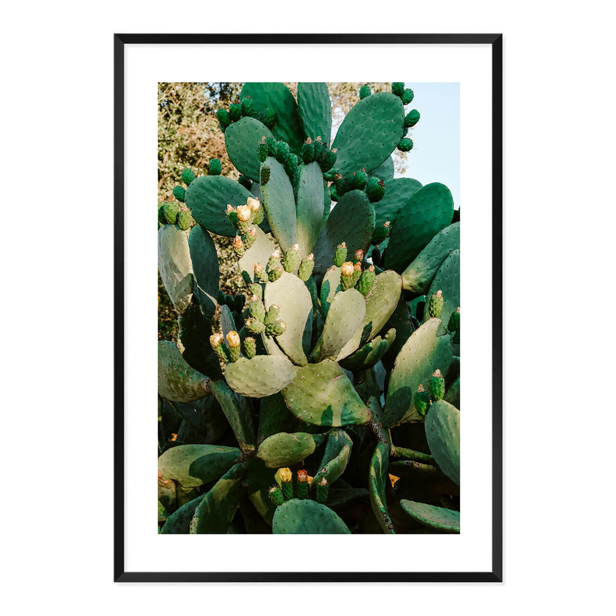 Cactus in Bloom Print