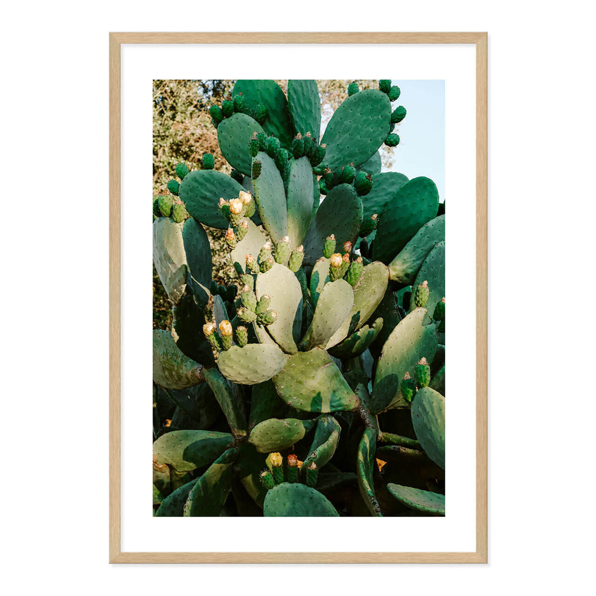 Cactus in Bloom Print