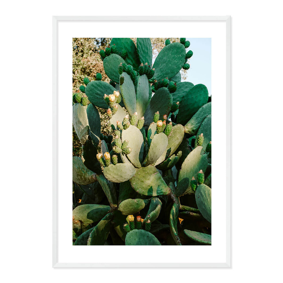 Cactus in Bloom Print