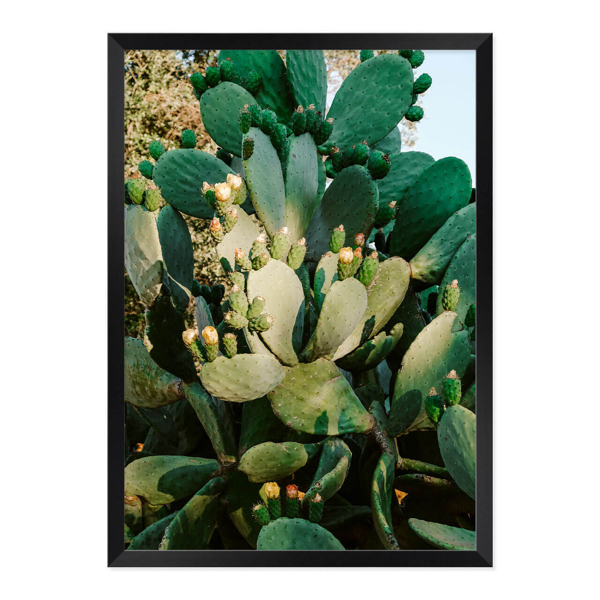 Cactus in Bloom Print