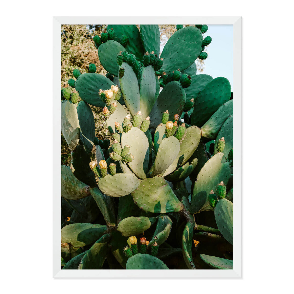 Cactus in Bloom Print