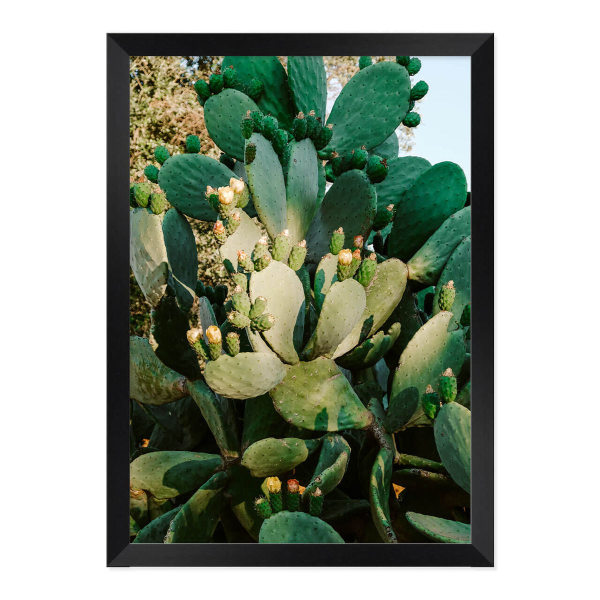 Cactus in Bloom Print