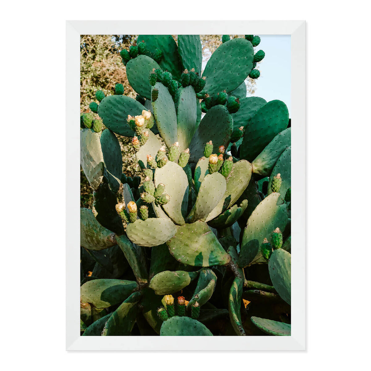 Cactus in Bloom Print