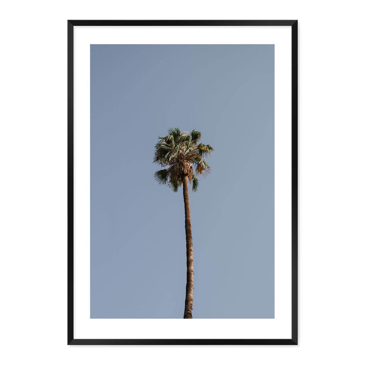 Palm Tree Print