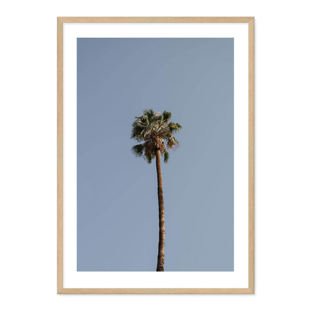 Palm Tree Print