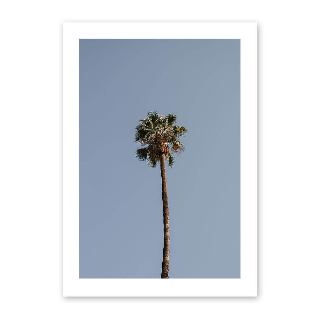 Palm Tree Print
