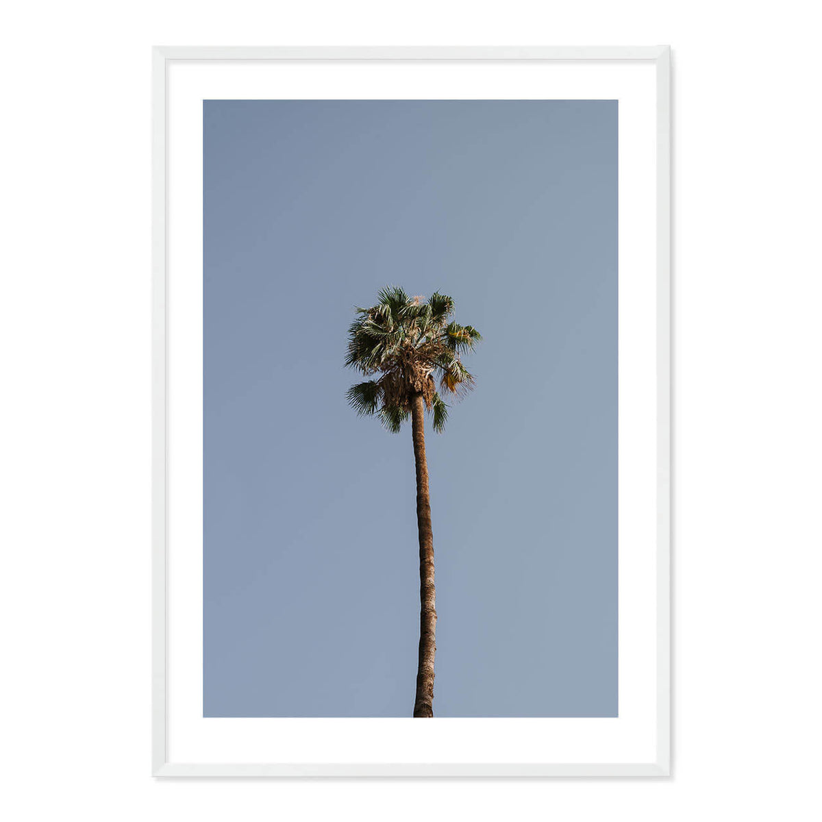 Palm Tree Print