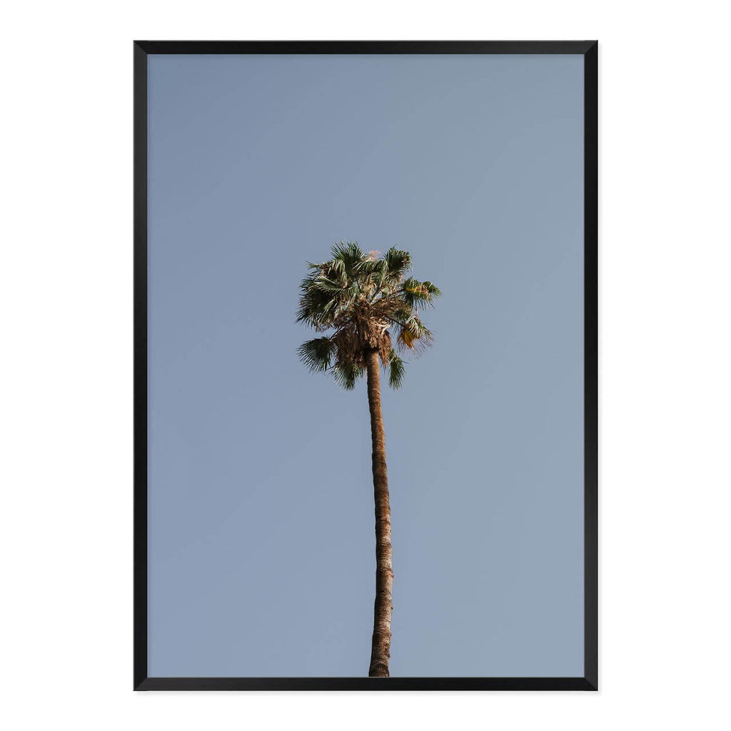 Palm Tree Print