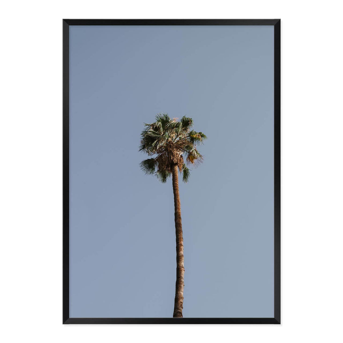 Palm Tree Print