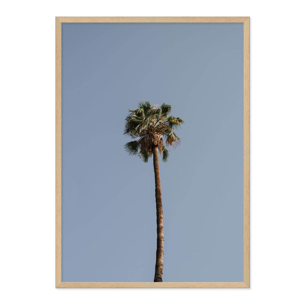 Palm Tree Print
