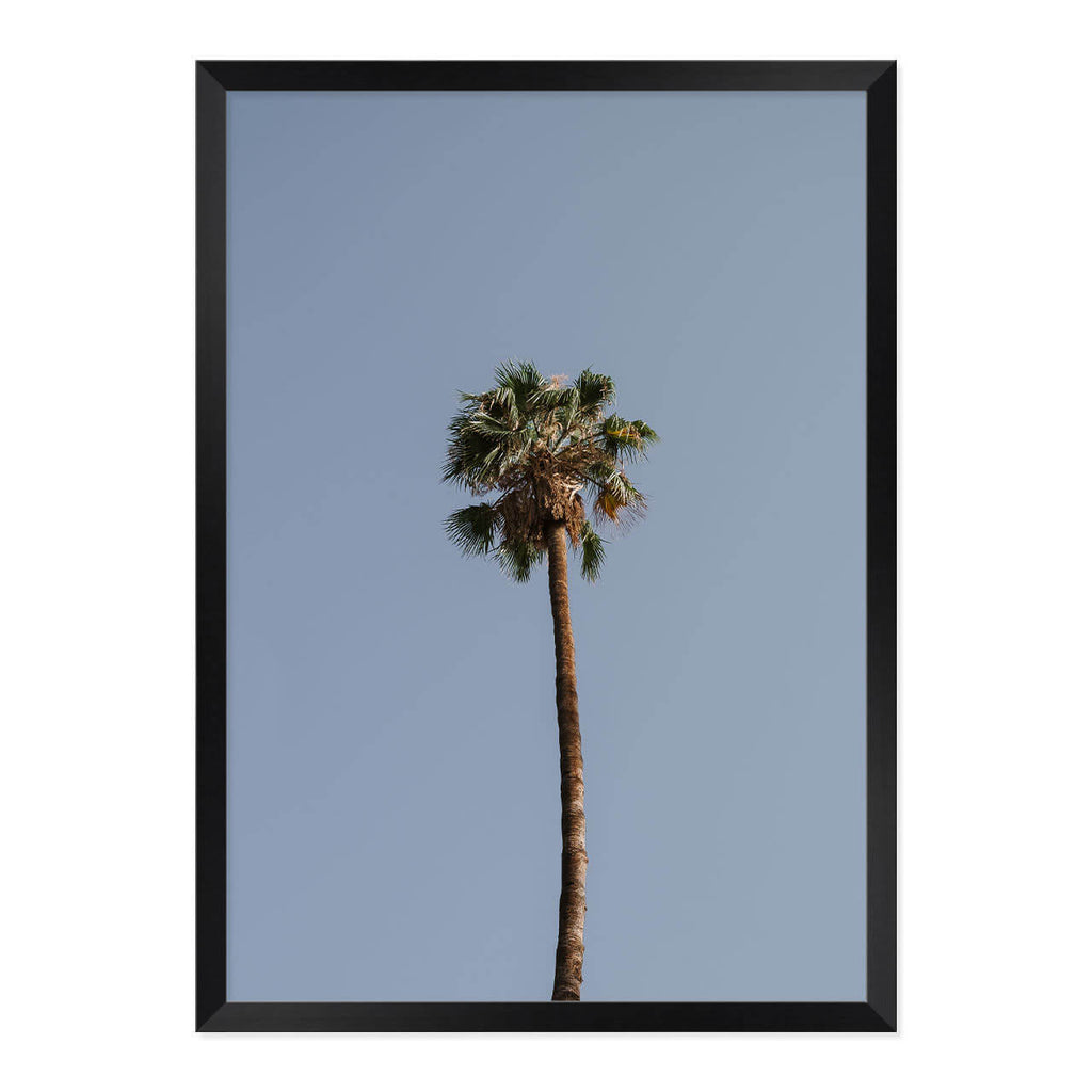 Palm Tree Print