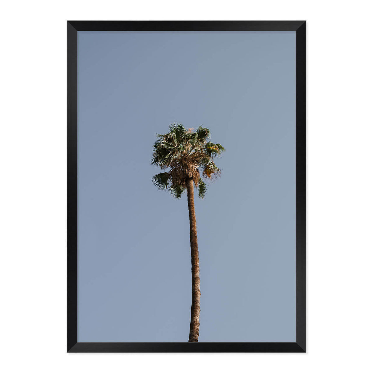 Palm Tree Print