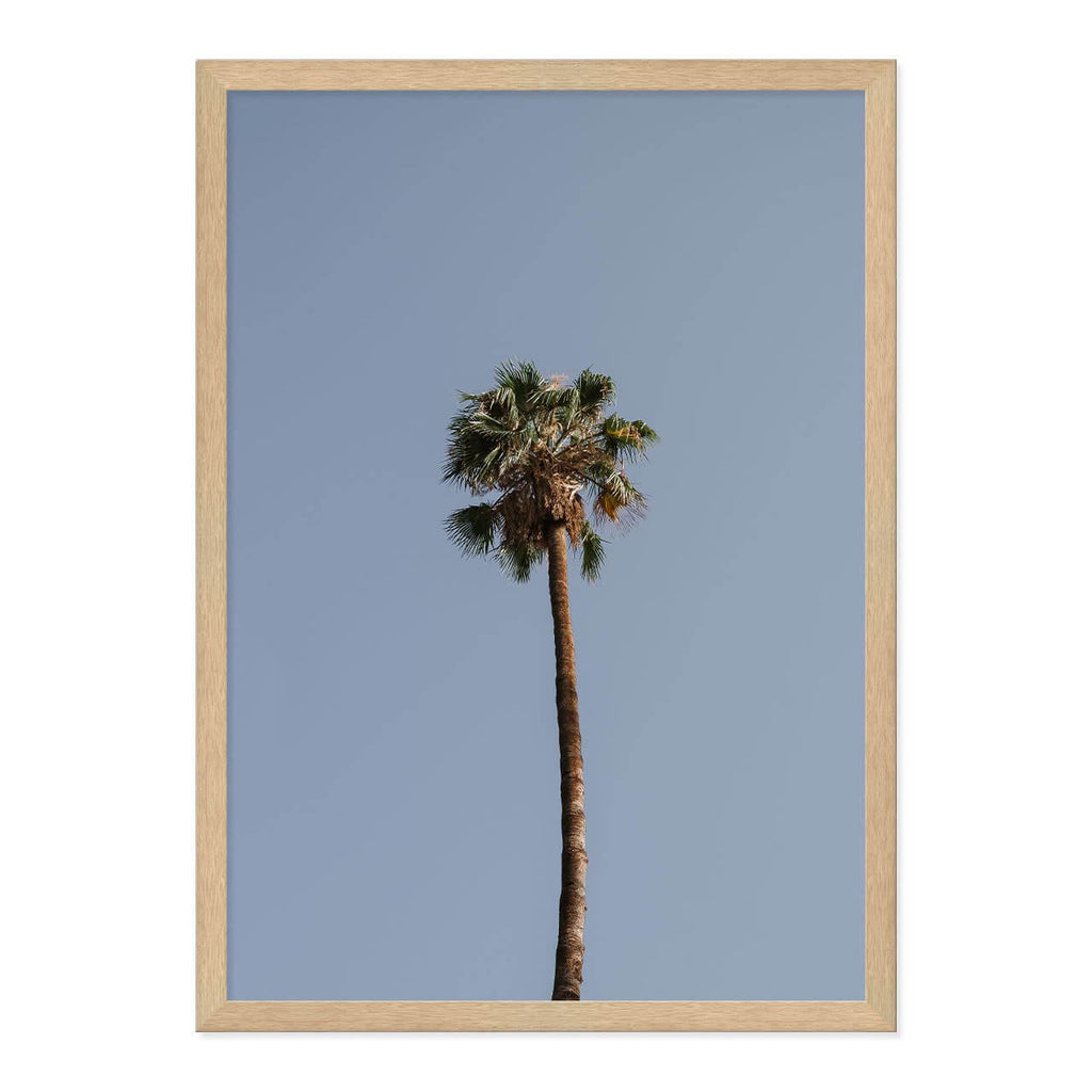 Palm Tree Print