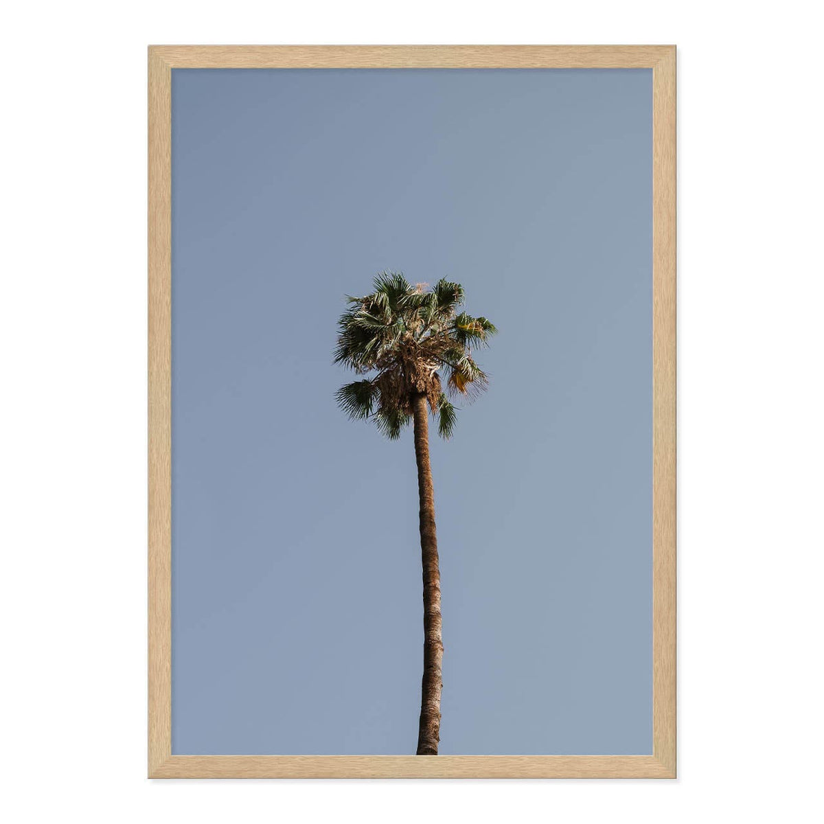 Palm Tree Print