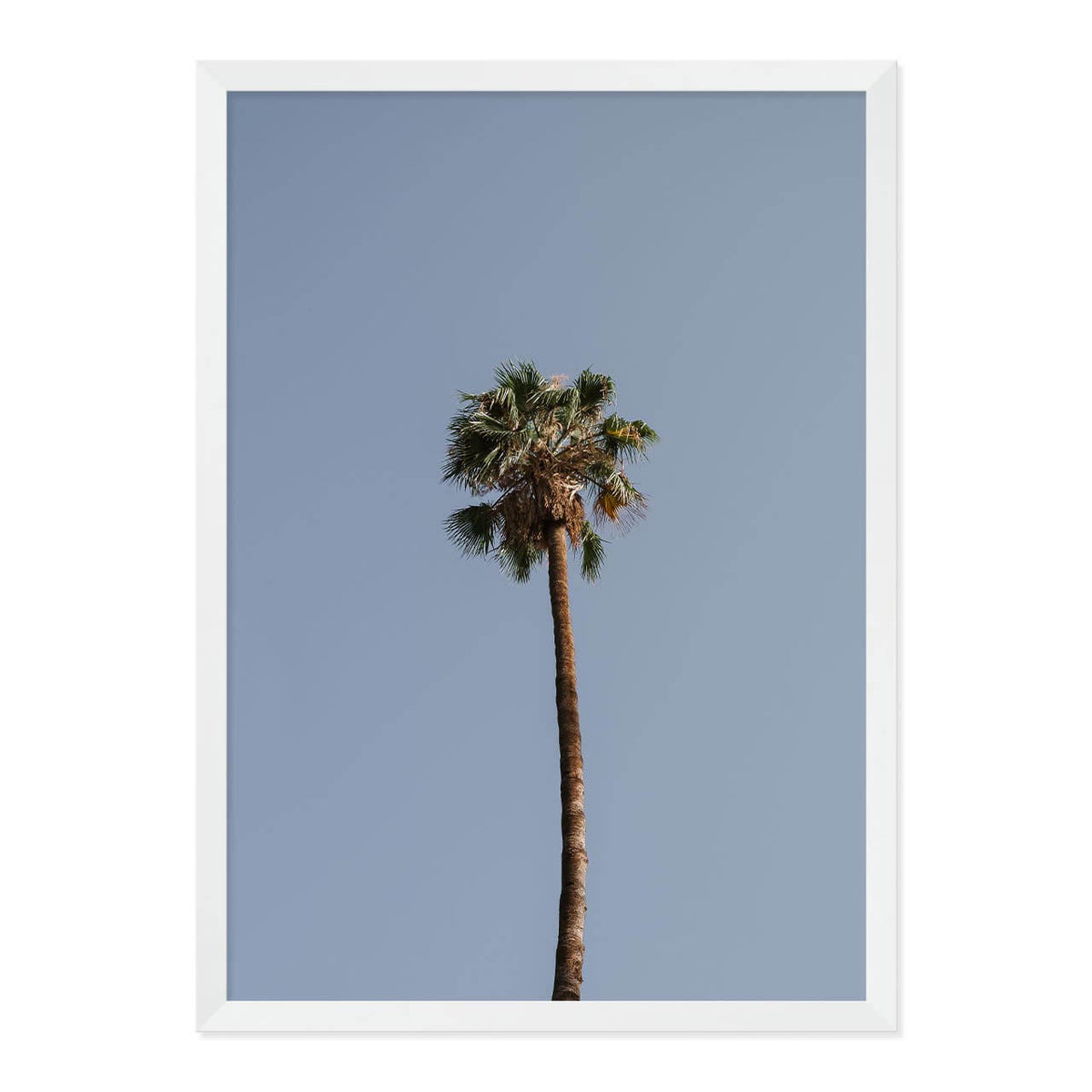 Palm Tree Print