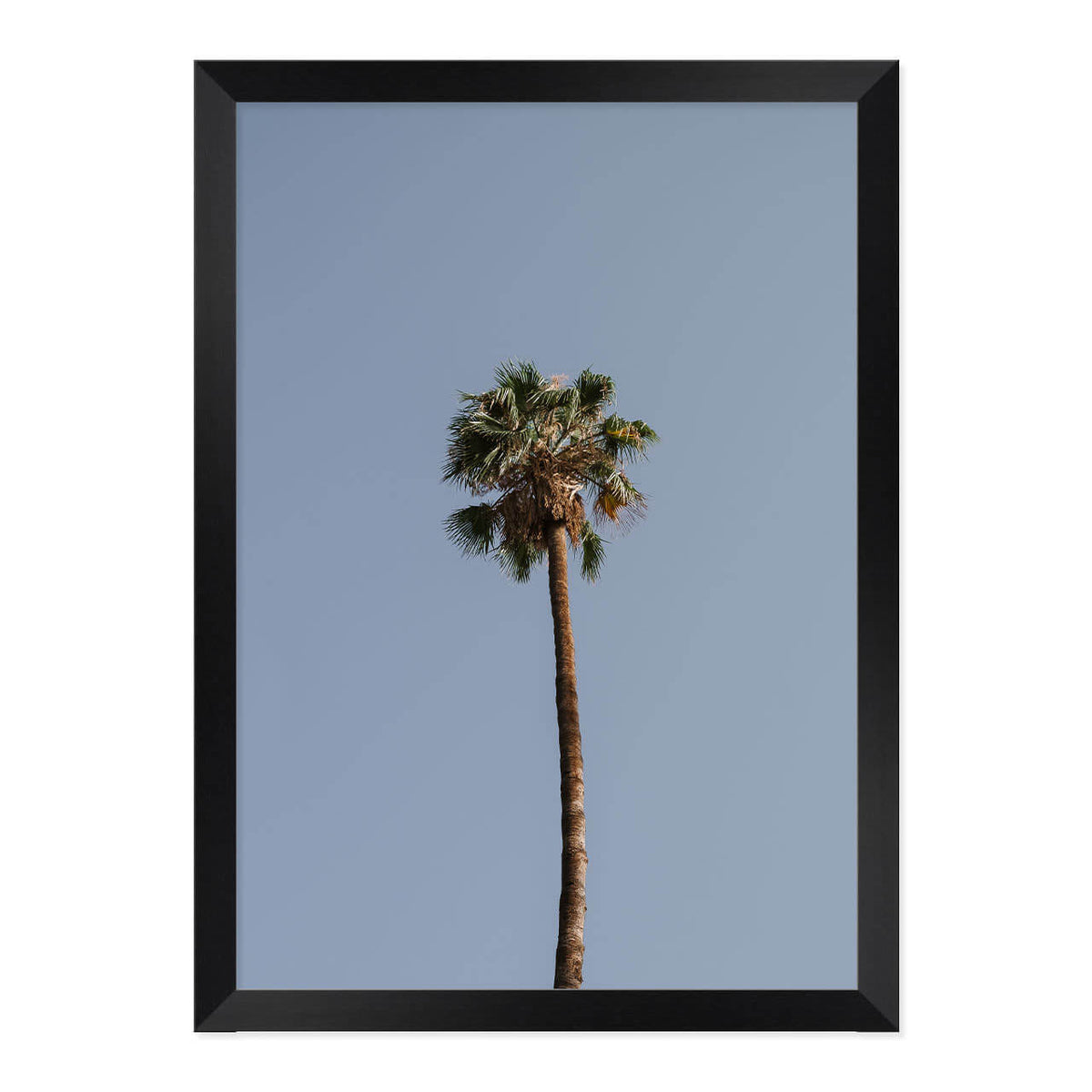 Palm Tree Print