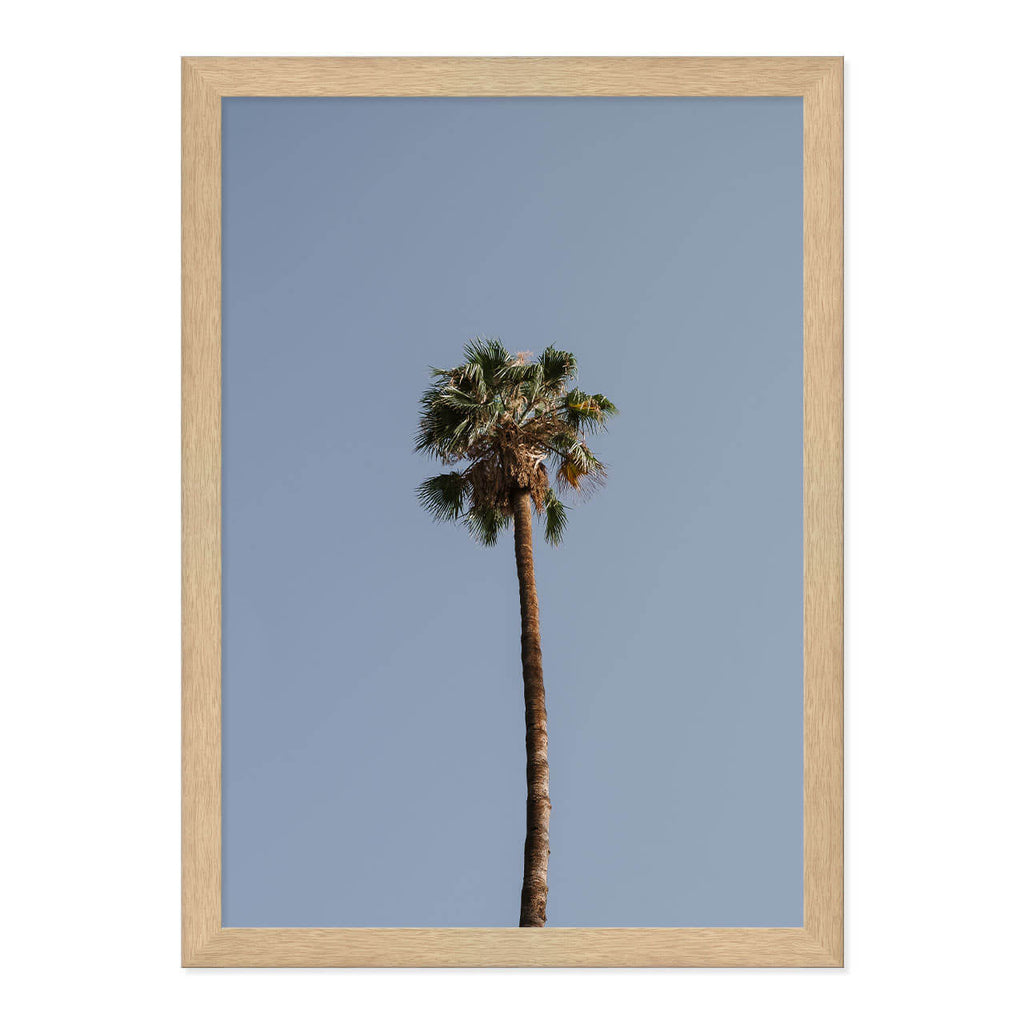 Palm Tree Print