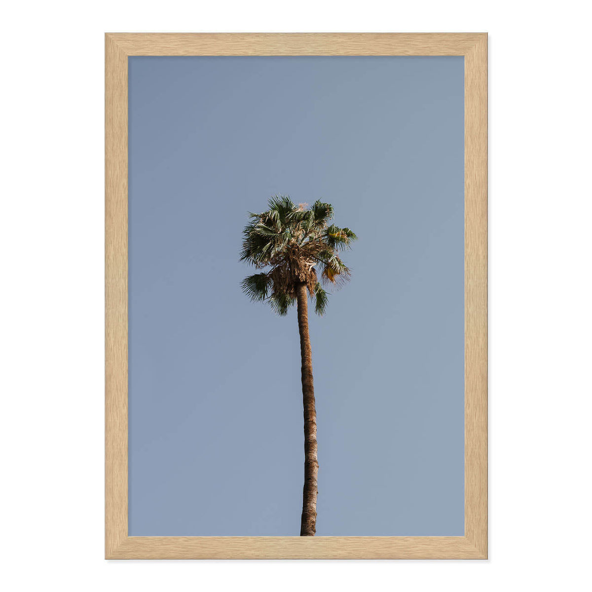 Palm Tree Print