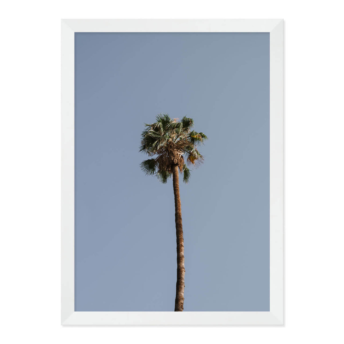 Palm Tree Print