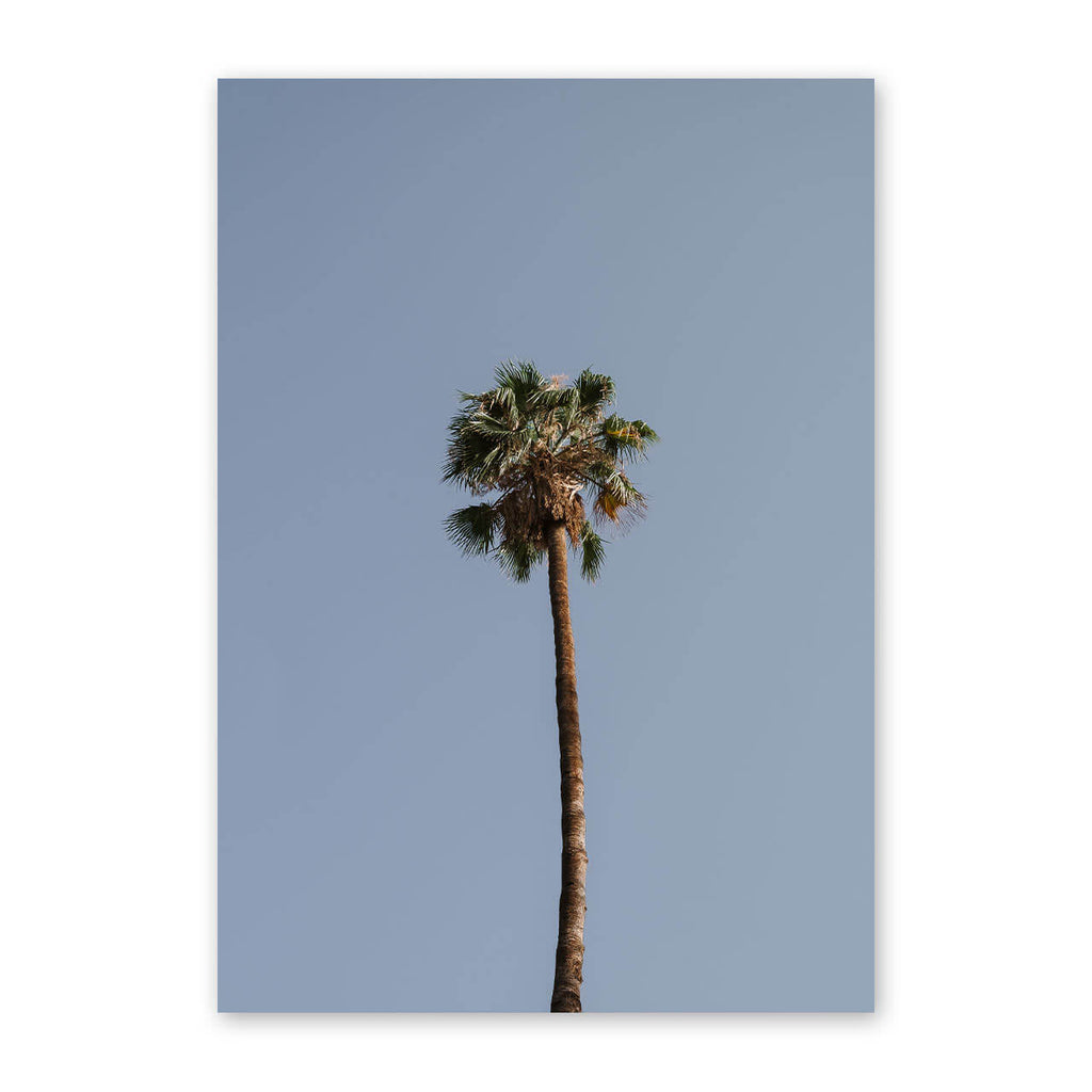 Palm Tree Print