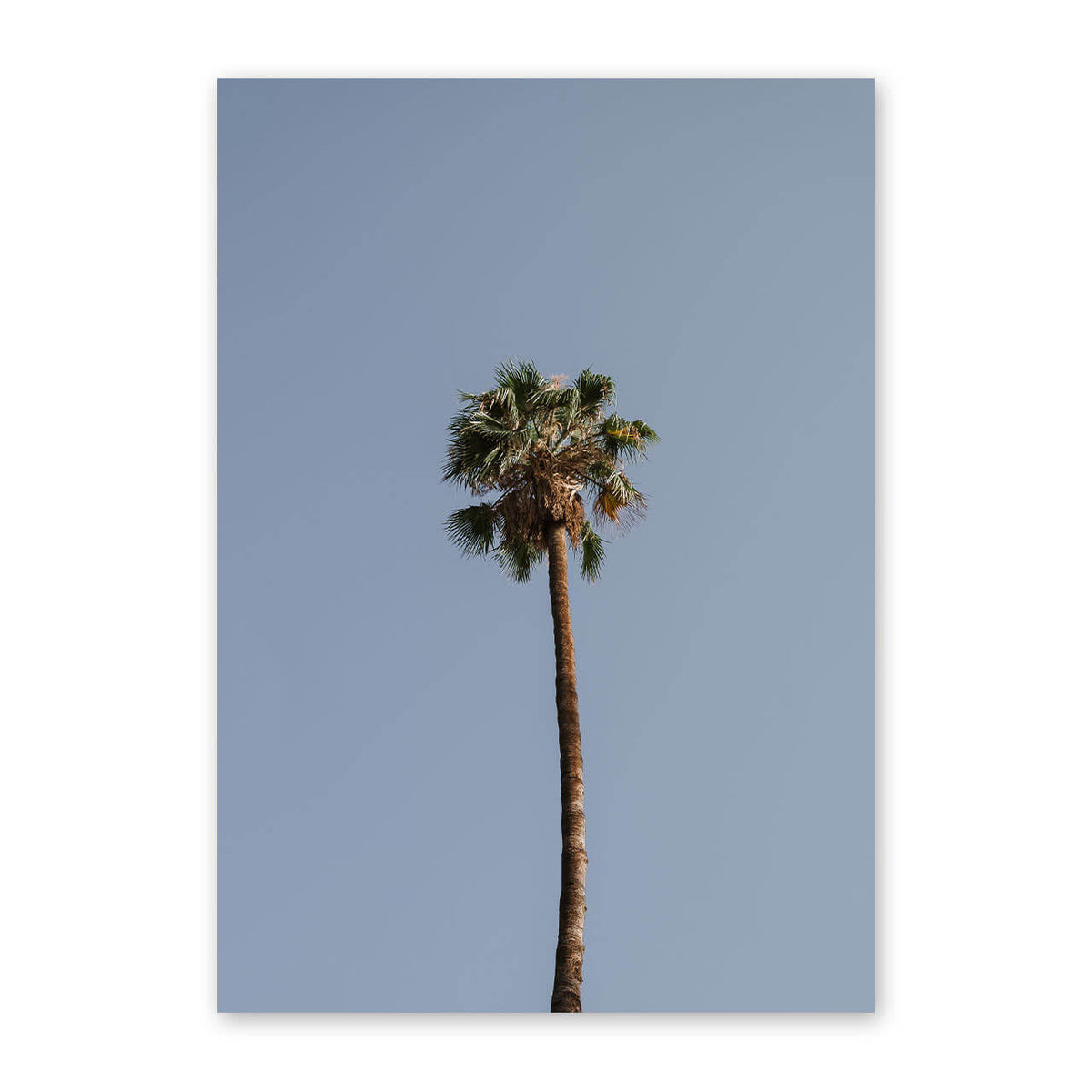 Palm Tree Print