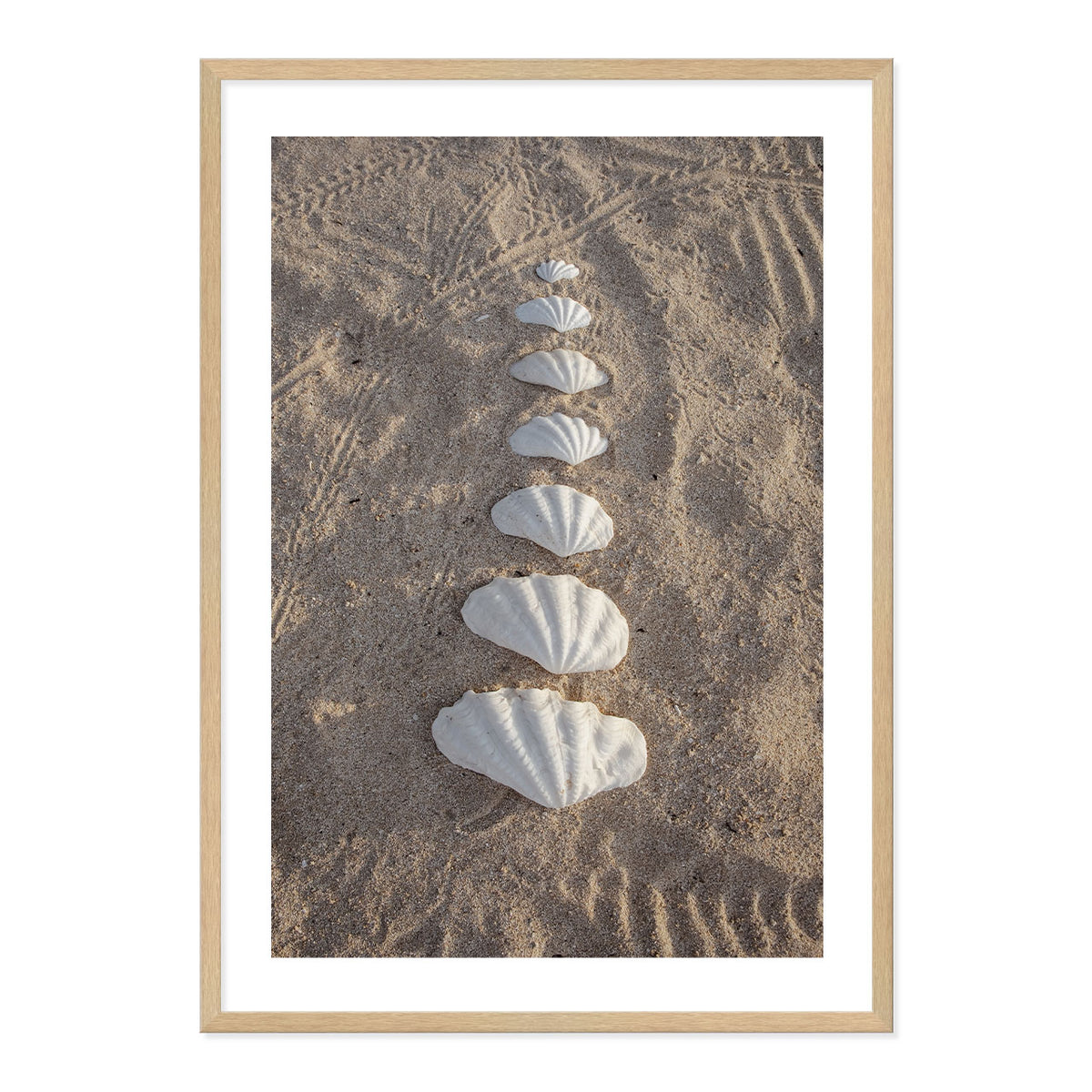 Framed photograph of seashells arranged in a line on sand