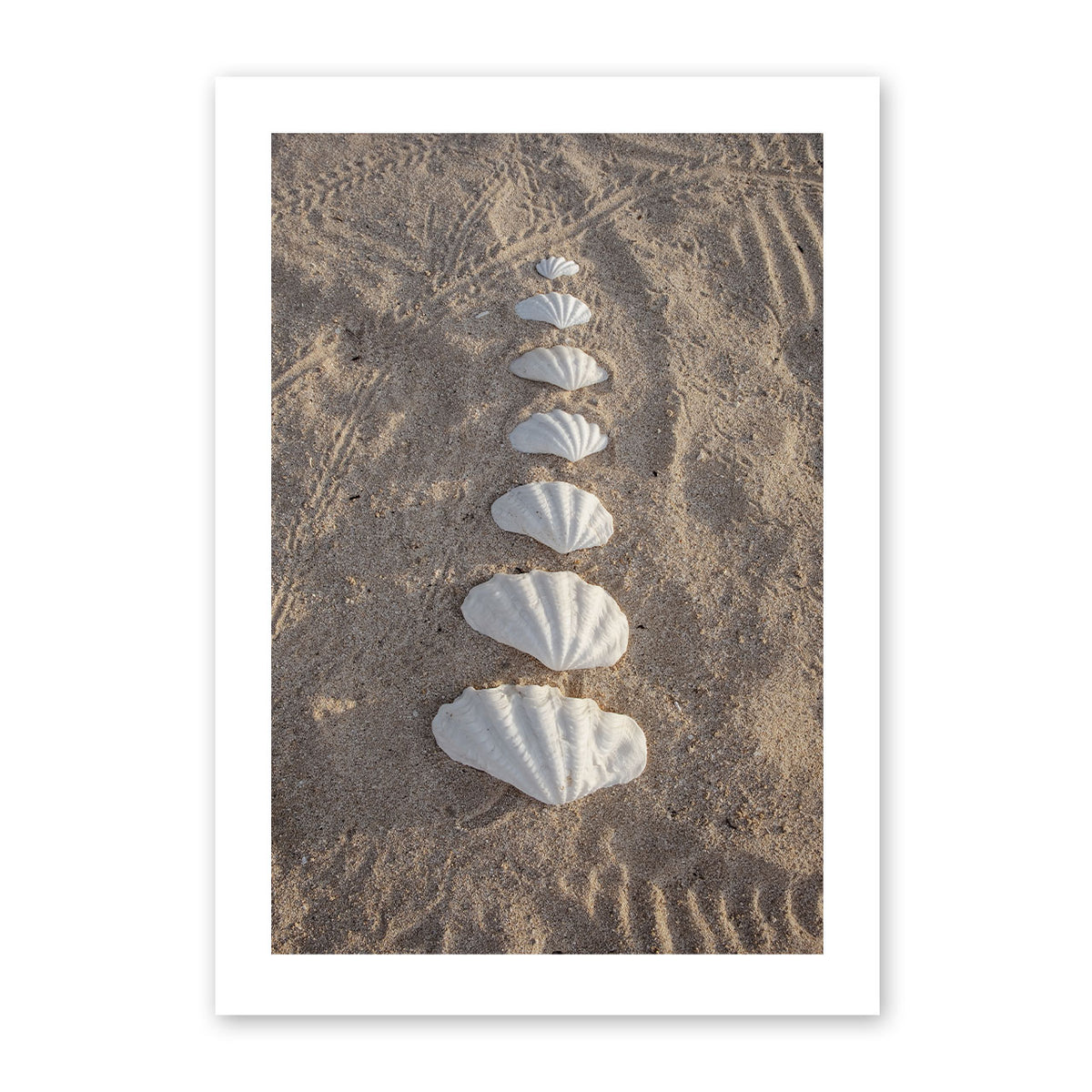 Photograph of seashells arranged in a line on sand