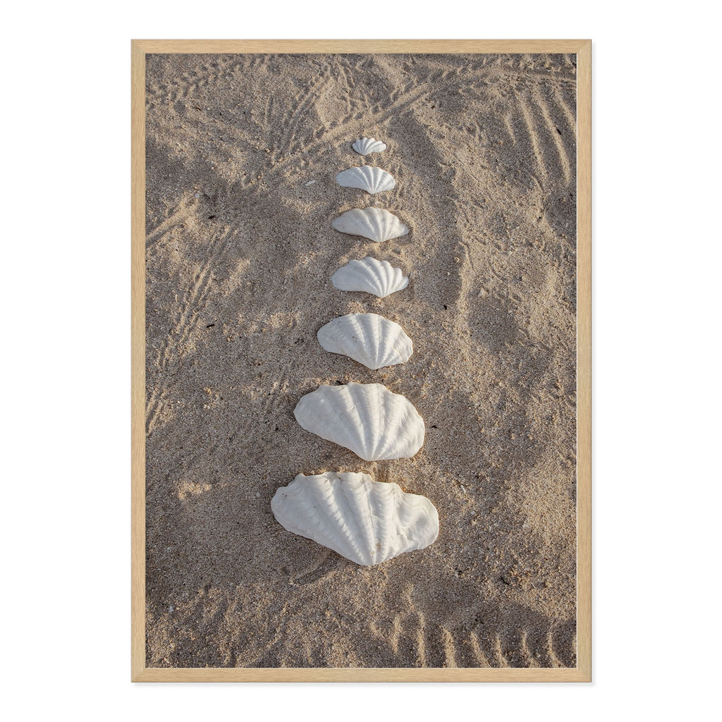 Framed photograph of seashells arranged in a line on sand