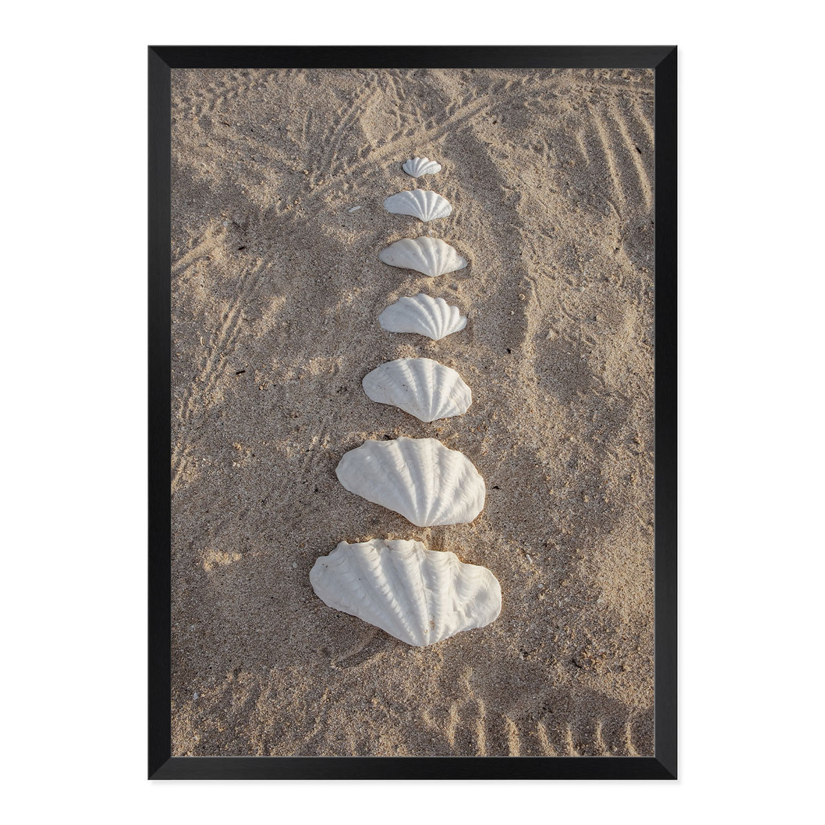 Framed photograph of seashells arranged in a line on sand