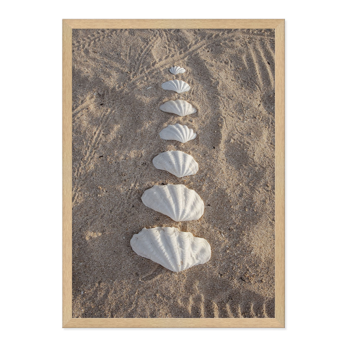 Framed photograph of seashells arranged in a line on sand