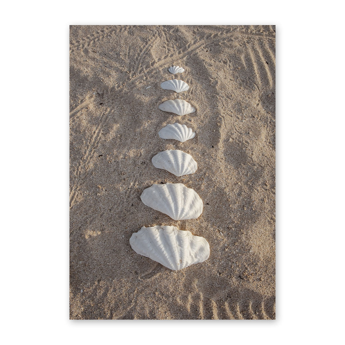 Clam Shells Print