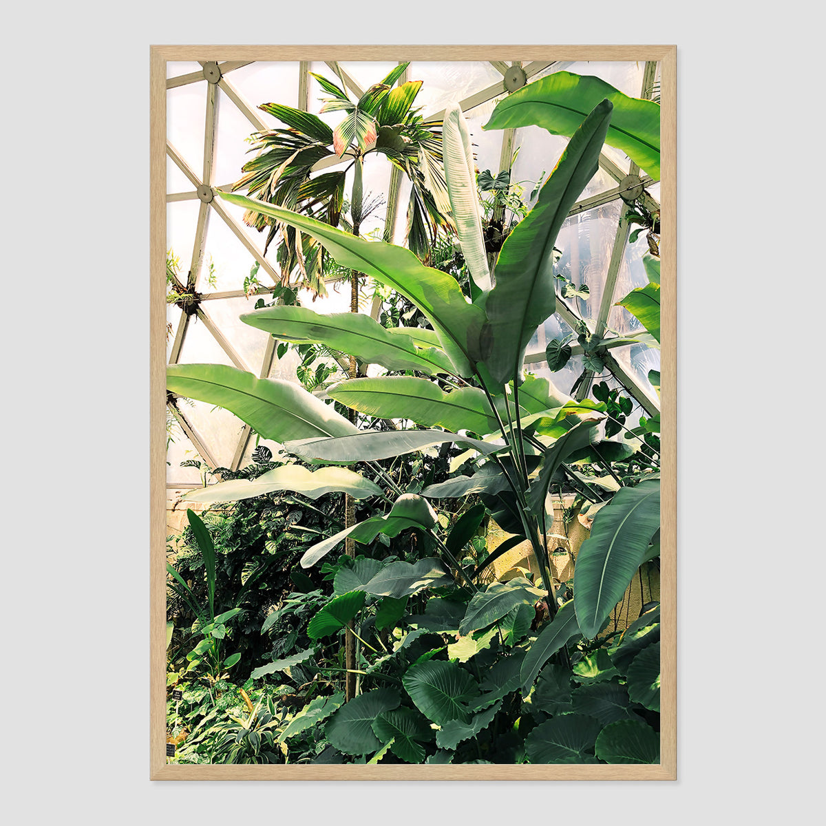 Greenhouse Print