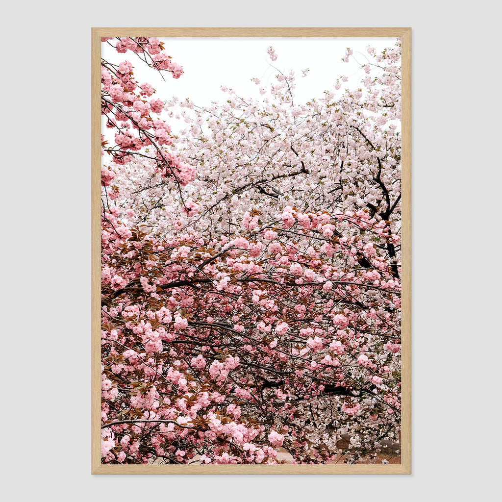 Cherry Blossoms Photo Print A1 Natural Timber Frame