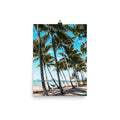 Palm Cove Print